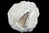 Mosasaur Tooth With Shark & Fish Tooth - Excellent Prep #77977-1